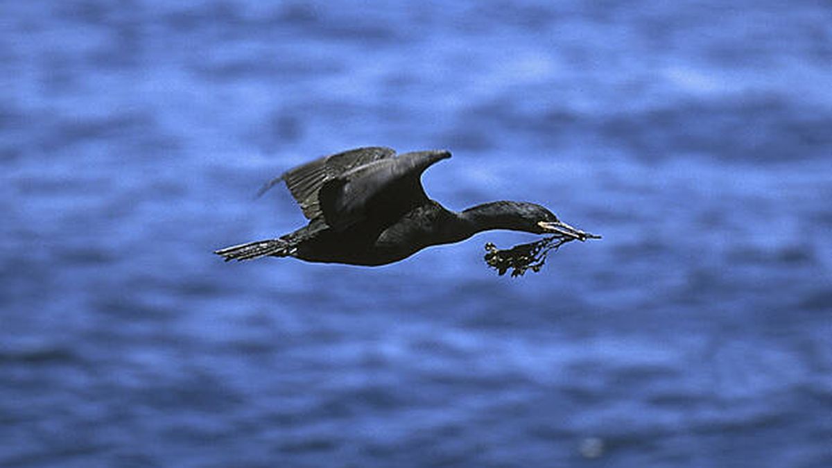 Audio: aves de cabotaje frente a las costas de Galicia