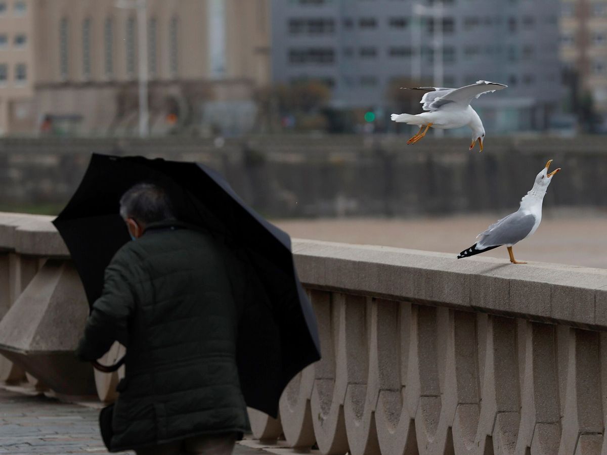Foto: Un hombre camina por el paseo marítimo de A Coruña. (EFE/Cabalar)