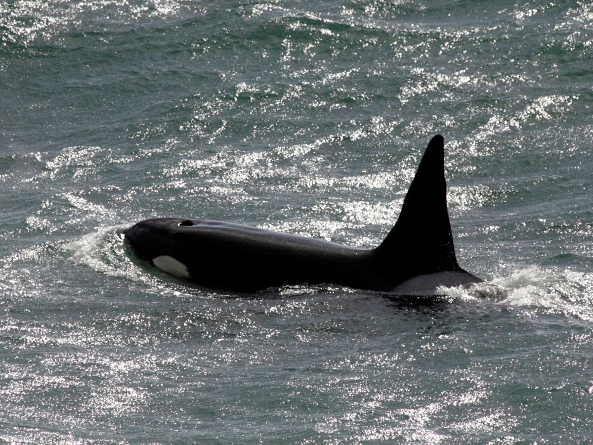 Foto: Una orca. (Reuters/Enrique Marcarian)