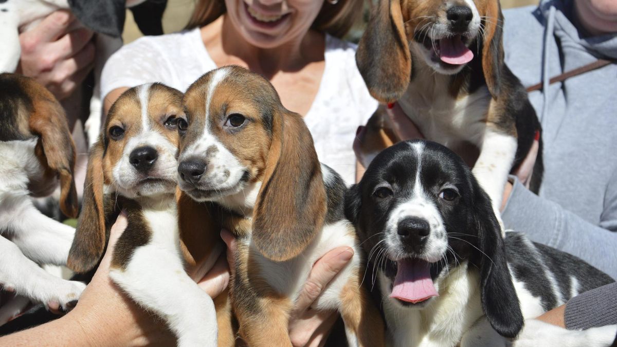 El sacrificio de los cachorros 'beagle' que ha desatado la polémica sobre el ensayo animal