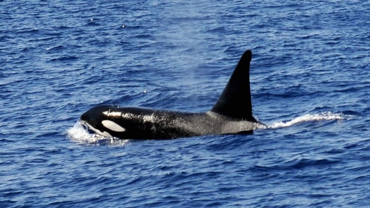 Un velero a la deriva es atacado por varias orcas en el estrecho de Gibraltar