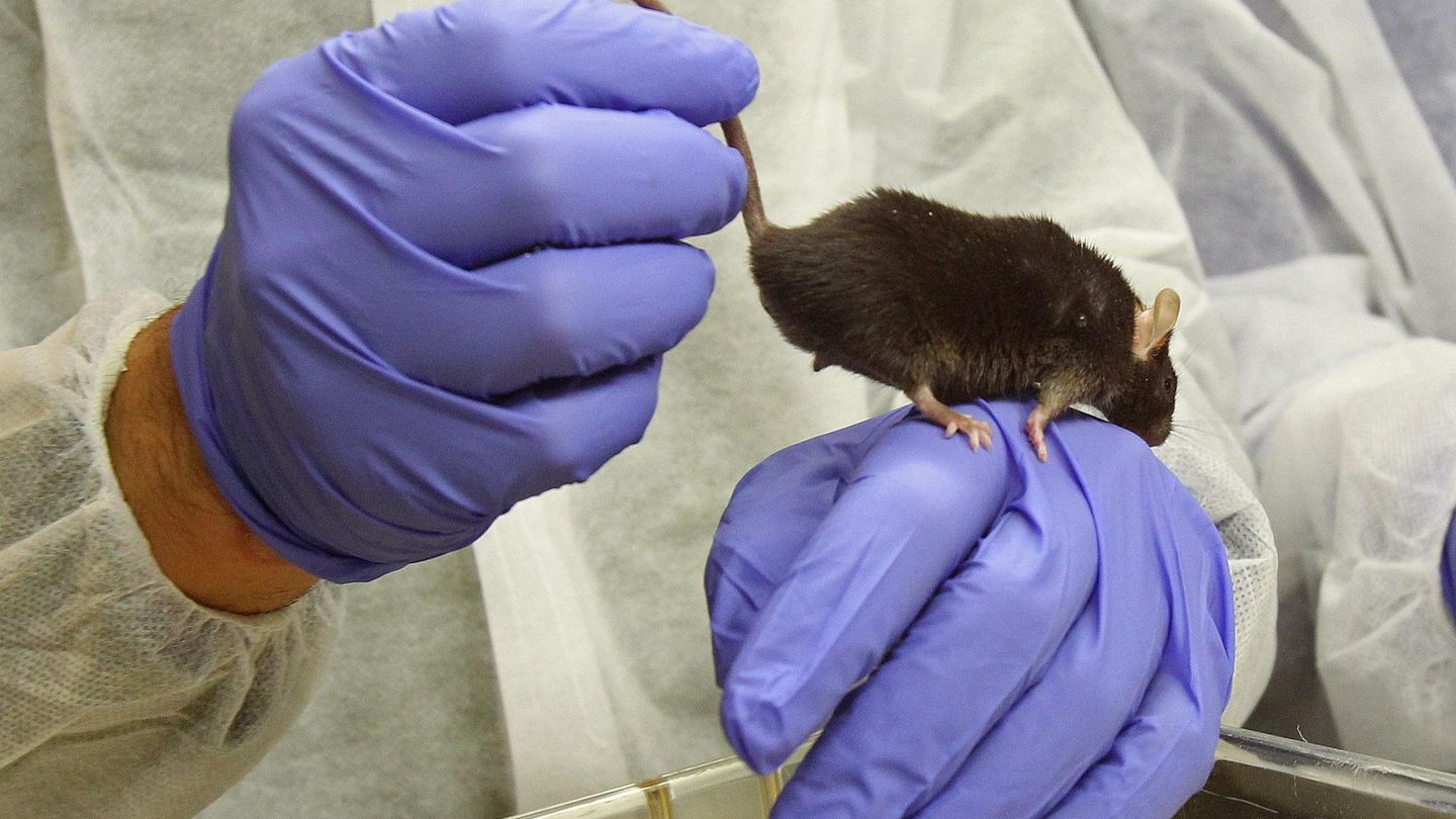 Los resultados en ratones de laboratorio pueden abrir un camino de investigación (EFE/Toni Garriga)