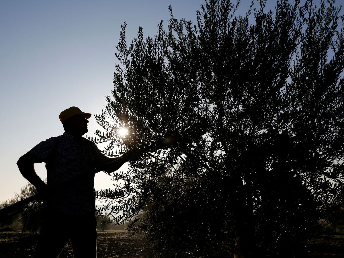 Foto: Un trabajador recolectando aceitunas de un olivo. Foto: REUTERS Marcelo del Pozo