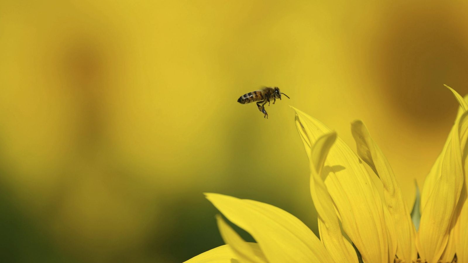 Foto: Las abejas, aliadas de la ciencia (EFE)