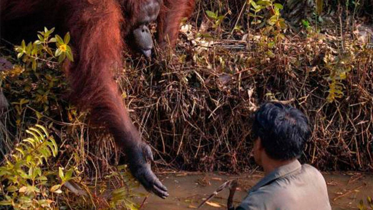 Un orangután salvaje tiende la mano para ayudar a un hombre atrapado en el barro