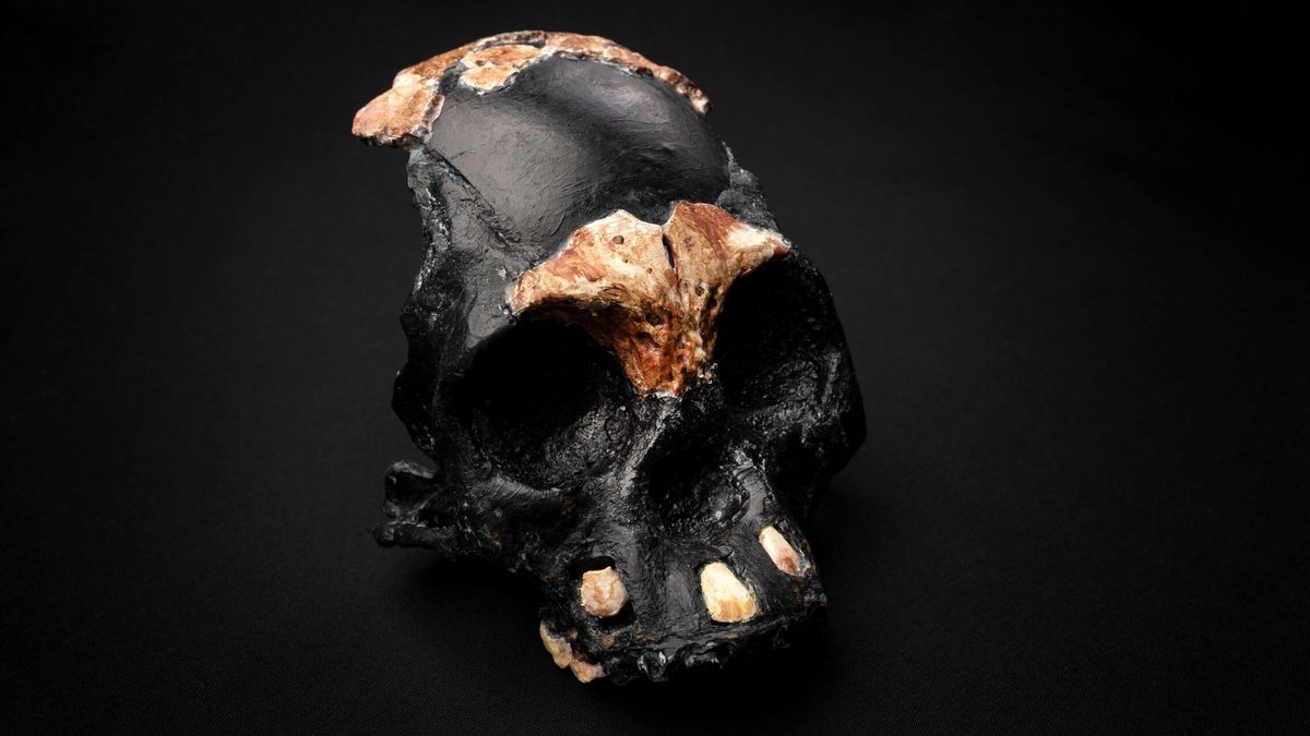 Hallan el cráneo de un niño Homo naledi que habría sido enterrado hace 250.000 años
