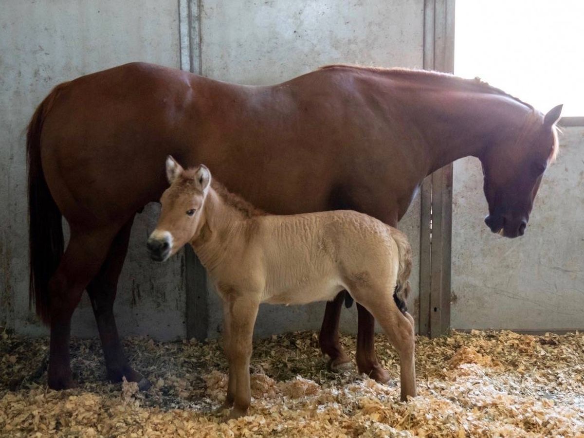 Foto: Kurt, el clon de caballo de Przewalski, al lado de su madre de alquiler. Foto: Scott Stine      