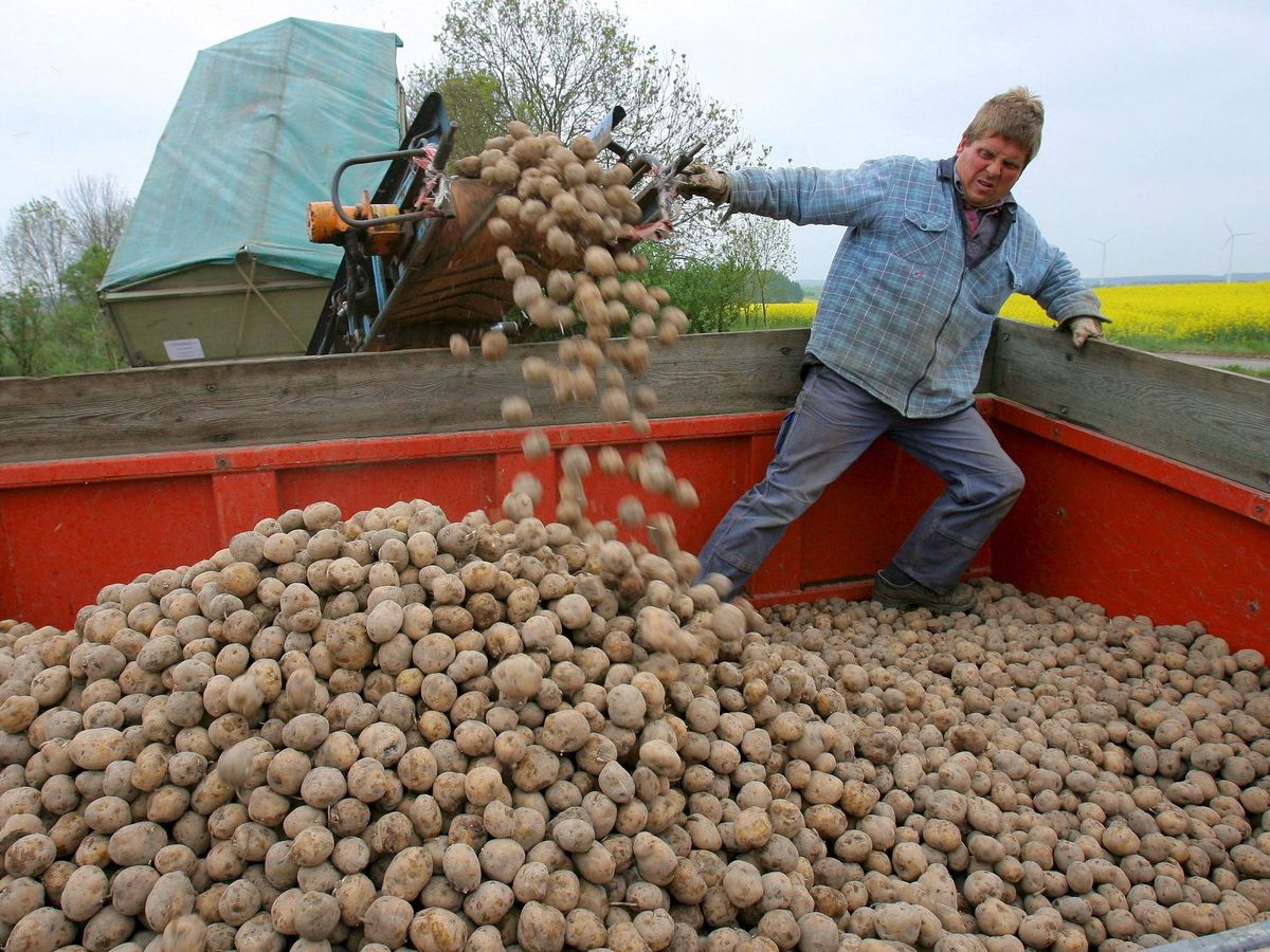 Foto: Vista de la recogida de patatas. (EFE/Bernd Wuestneck)