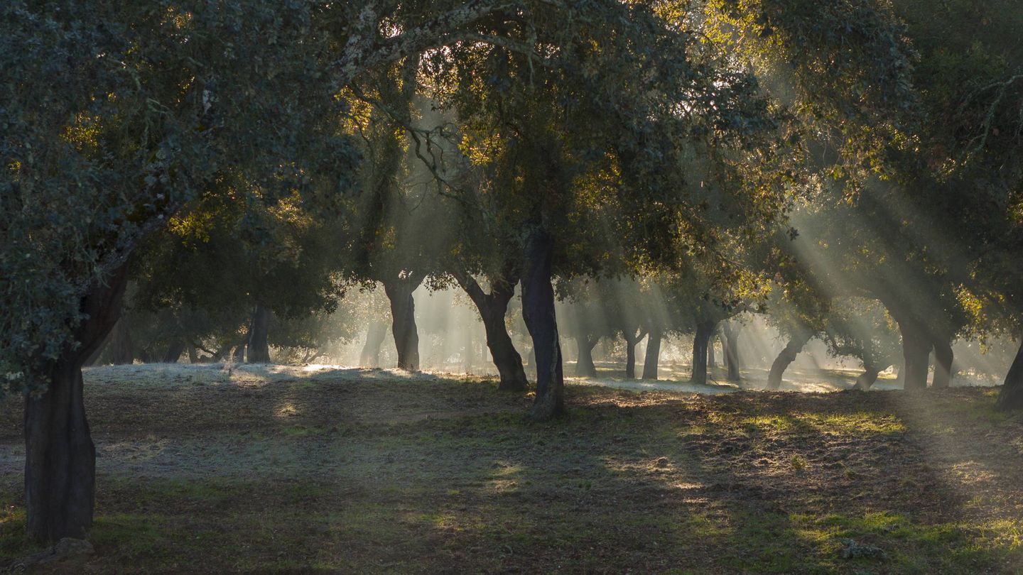 La dehesa es un bosque aclarado exclusivo de la Península Ibérica. (José Ramón Lora)