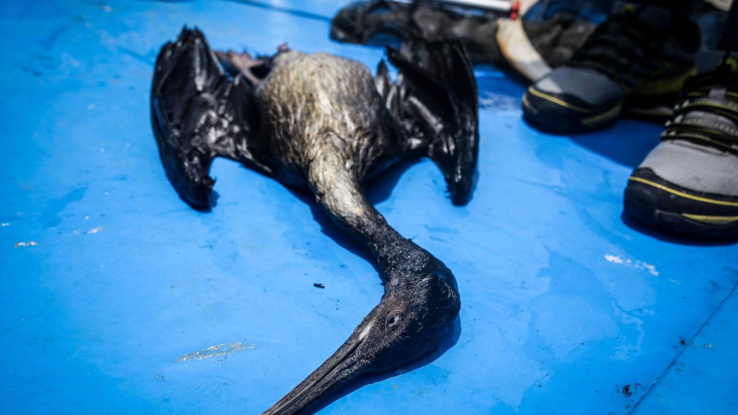 El petróleo daña el ecosistema, mata a animales y plantas e incluso afecta a las comunidades costeras (EFE).