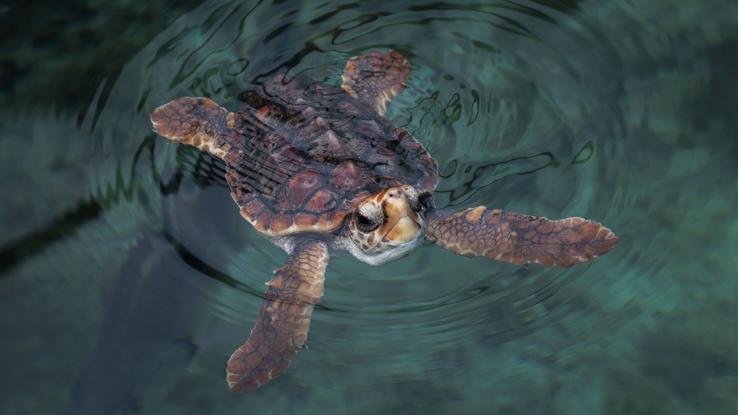 Las tortugas marinas se ven muy afectadas por la contaminación lumínica. (EFE/Biel Aliño) 