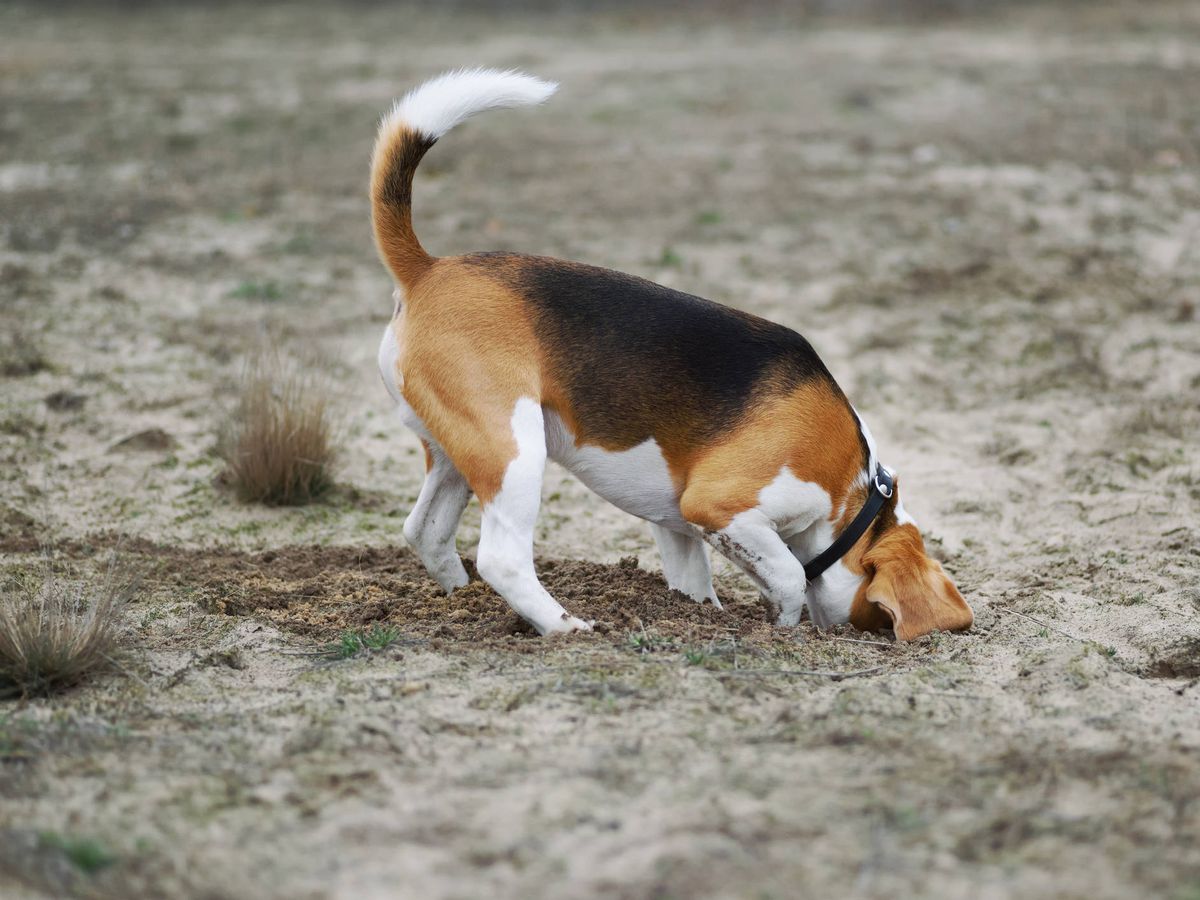 Foto: Un perro cava un agujero en el suelo. (iStock)