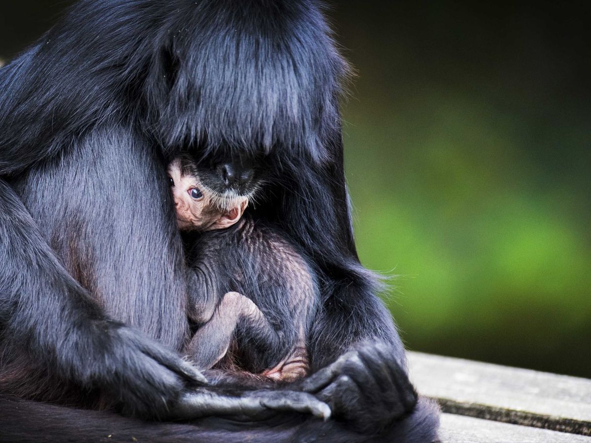 Foto: Una madre primate junto a su cría. (EFE)