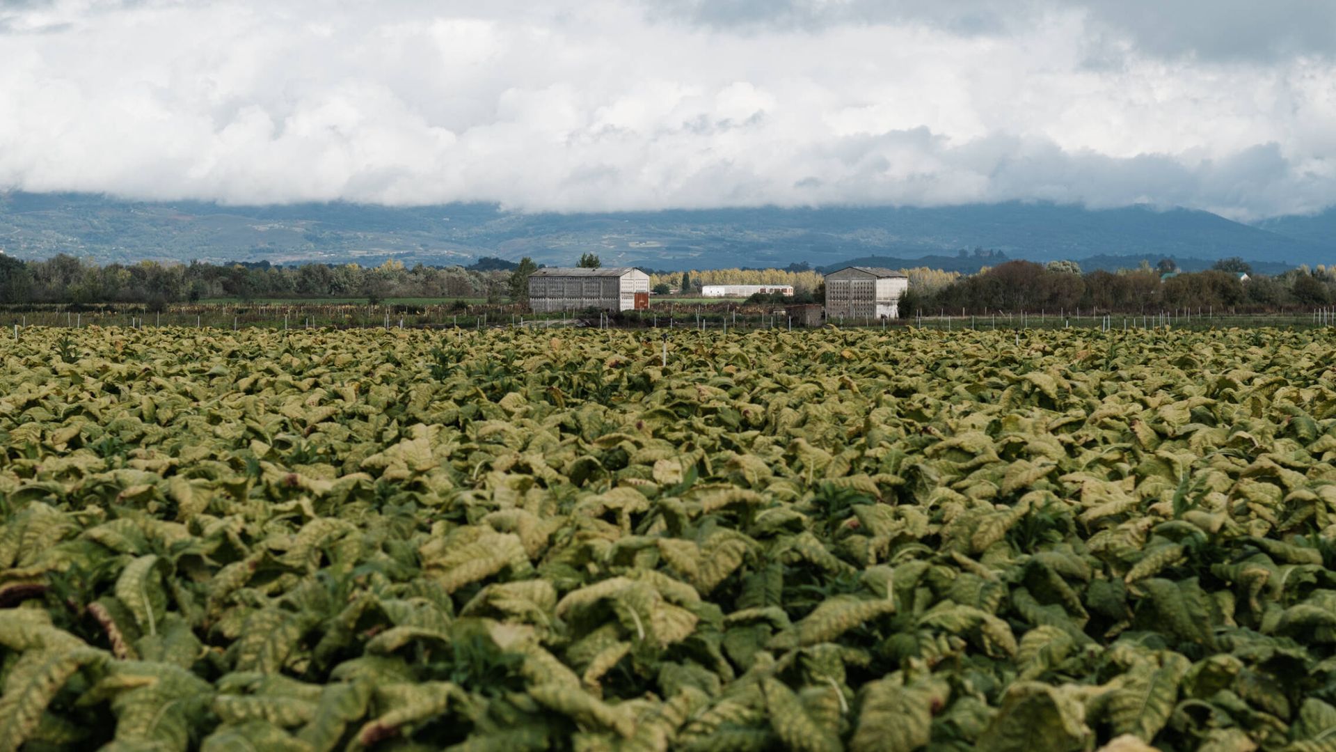 El último 'boom' de la zona llegó con el cultivo del tabaco rubio. Aún quedan algunas plantaciones como esta entre Barquilla de Pinares y Pueblonuevo de Miramontes. (S. B.)