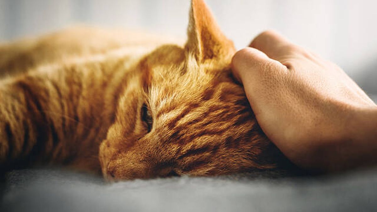 Alerta sanitaria: la OMS advierte de esta enfermedad que afecta a los gatos