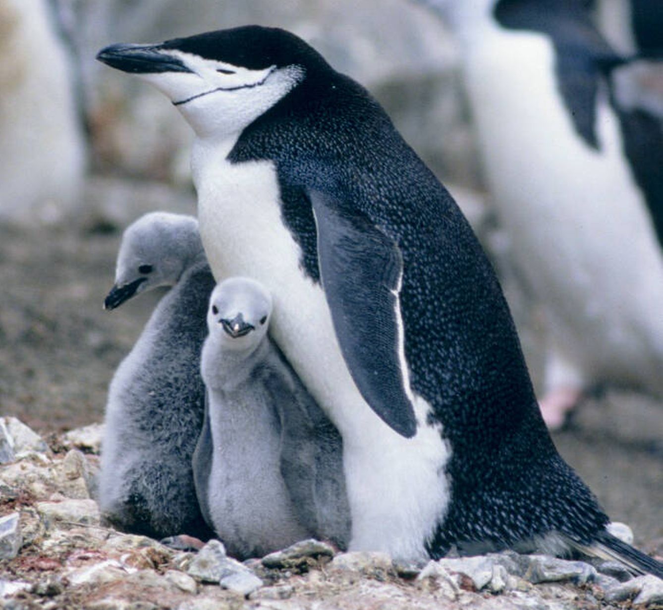 Pingüino barbijo con sus crías. 