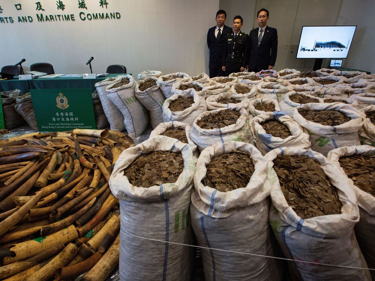 El servicio de Aduanas de Hong Kong presenta al público un alijo de varias toneladas de escamas de pangolín. (EFE)