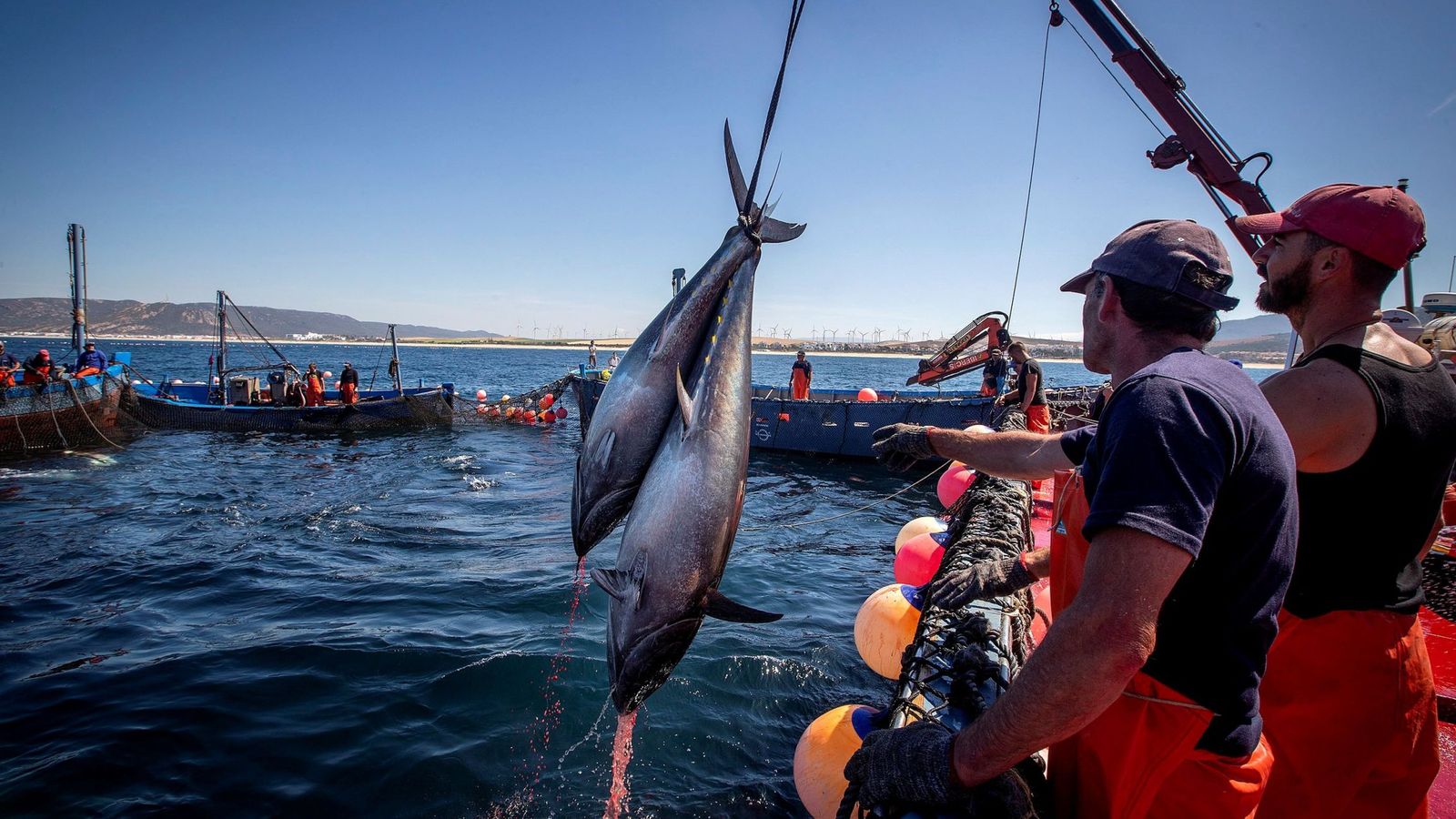 Foto: Pesca del atún