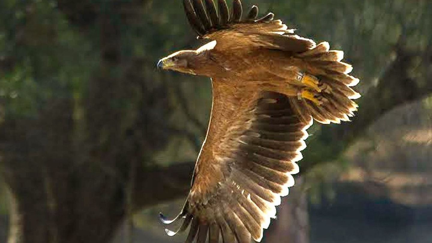 Águila imperial ibérica, en Doñana. (EFE/Miguel González Perea)