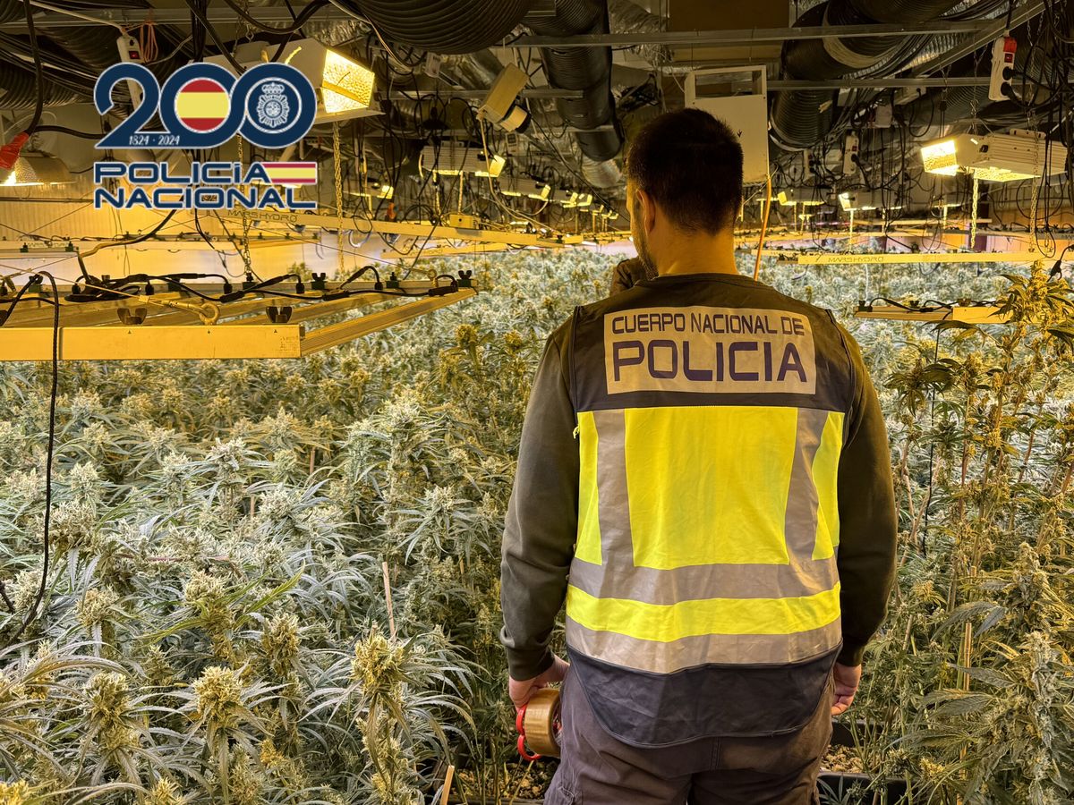 Foto: La Policía interviene una plantación de marihuana. (EFE/Policía Nacional)
