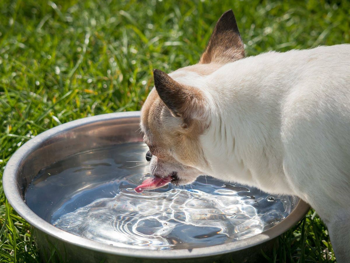 Foto: Es importante que tus mascotas estén bien hidratadas, sobre todo en verano (Pixabay)