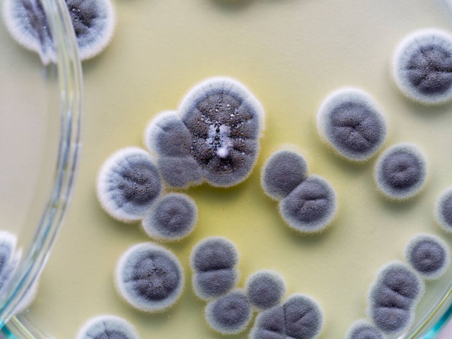 El Penicillinium es un hongo con numerosos usos industriales (Foto: iStock)