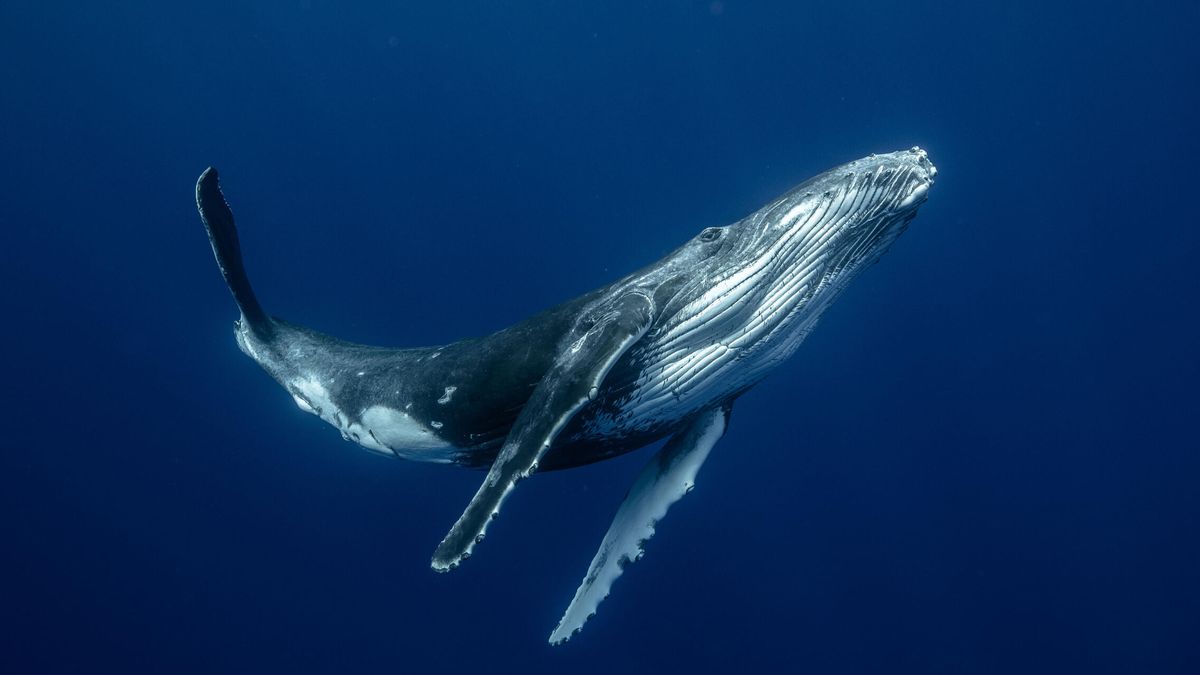 Reducir la velocidad de los barcos salvaría a las ballenas del Mediterráneo