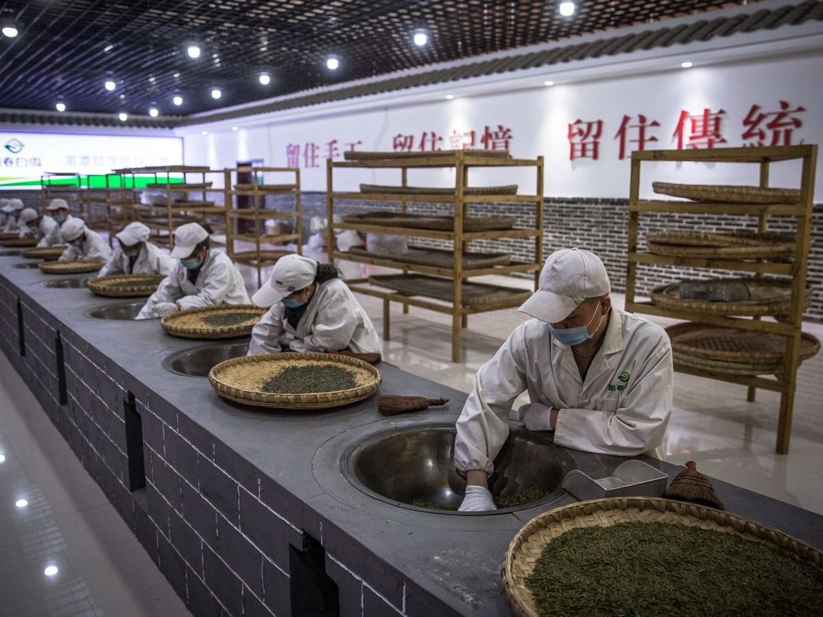 Foto: Los empleados chinos trabajan en "Spring snow tea company" 