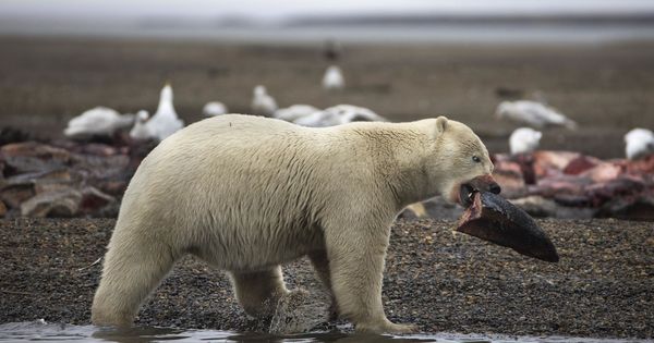 Foto: Los osos polares tienen atemorizados a los habitantes de Novaya Zemlya (EFE/Jim Lo Scalzo)