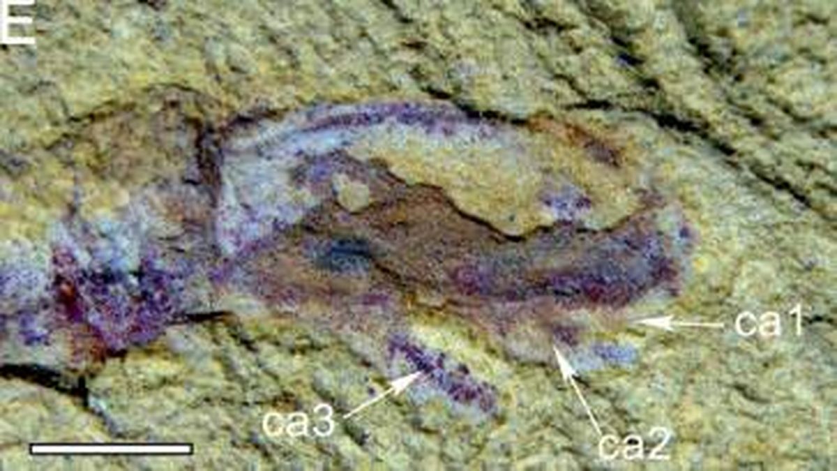 Aparece un minicerebro de más de 500 millones de años que trastoca a los científicos