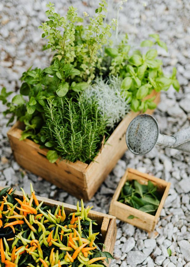 El romero es una planta aromática que puedes cultivar en casa. (Pexels/Karolina Grabowska)