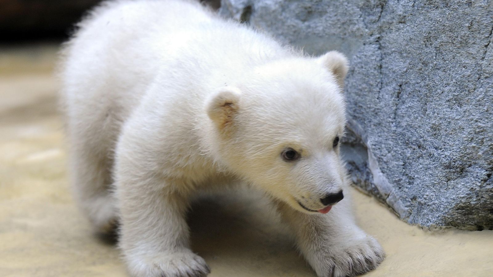 Foto: Objetivo de las cámaras de medio mundo, el oso polar murió a los 4 años de edad en el Zoo de Berlín. (Marius Becker / Corbis)