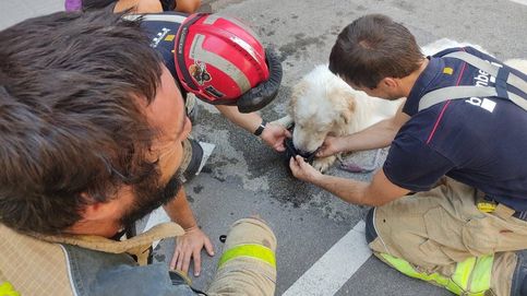 Rescatan en Terrassa a un perro encerrado tres días en un balcón, al sol, sin agua ni comida