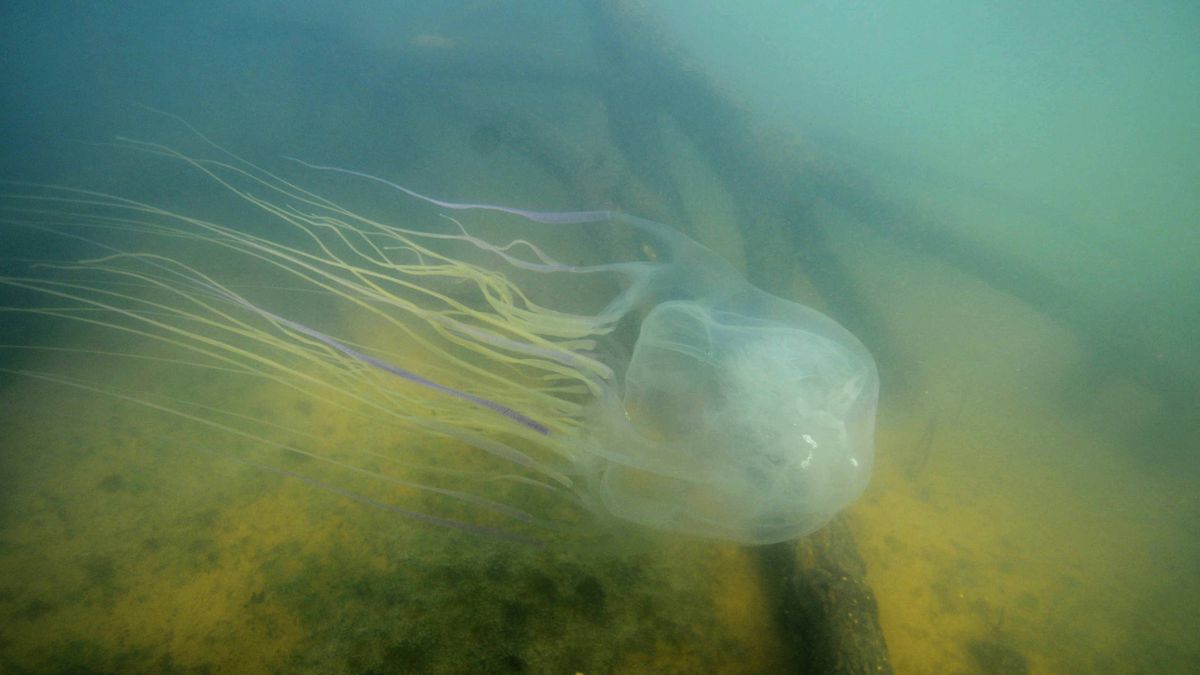El antídoto más deseado está en esta medusa cuyo veneno puede matar a 600 personas