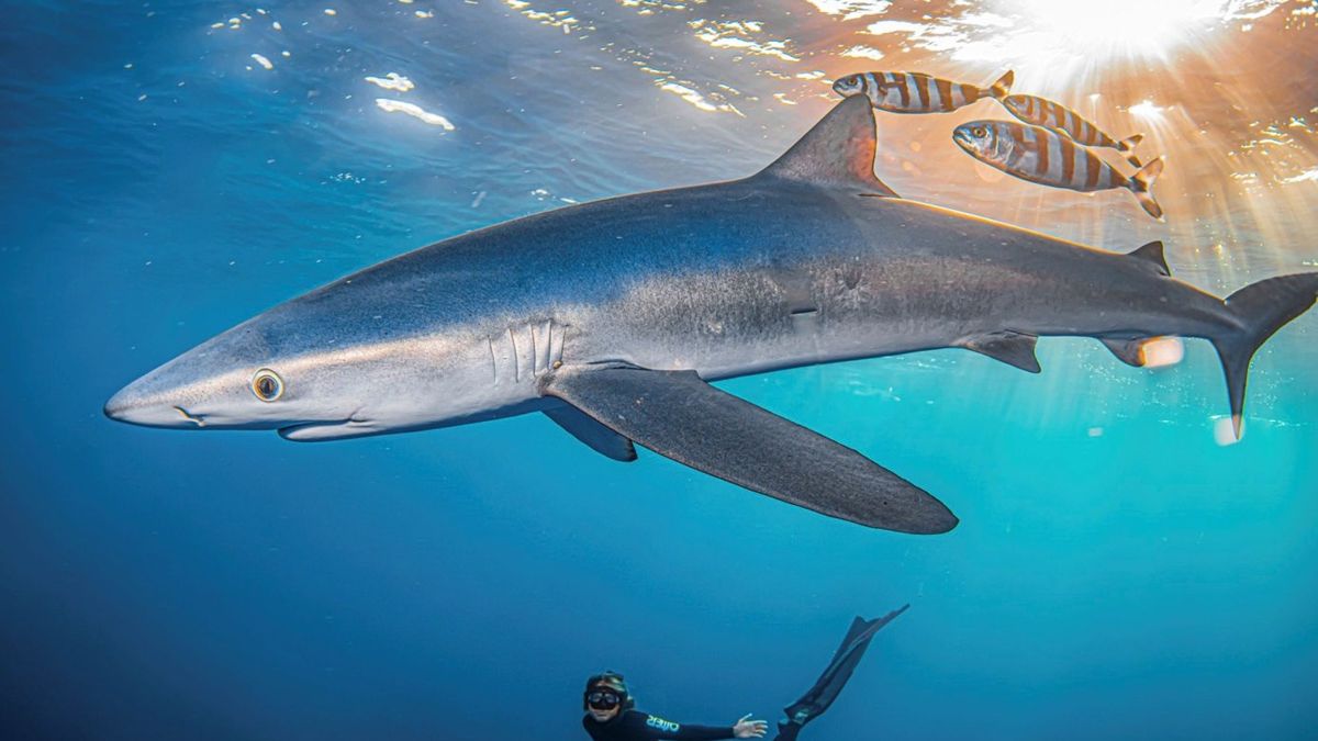 Los tiburones están desapareciendo de la Costa Brava