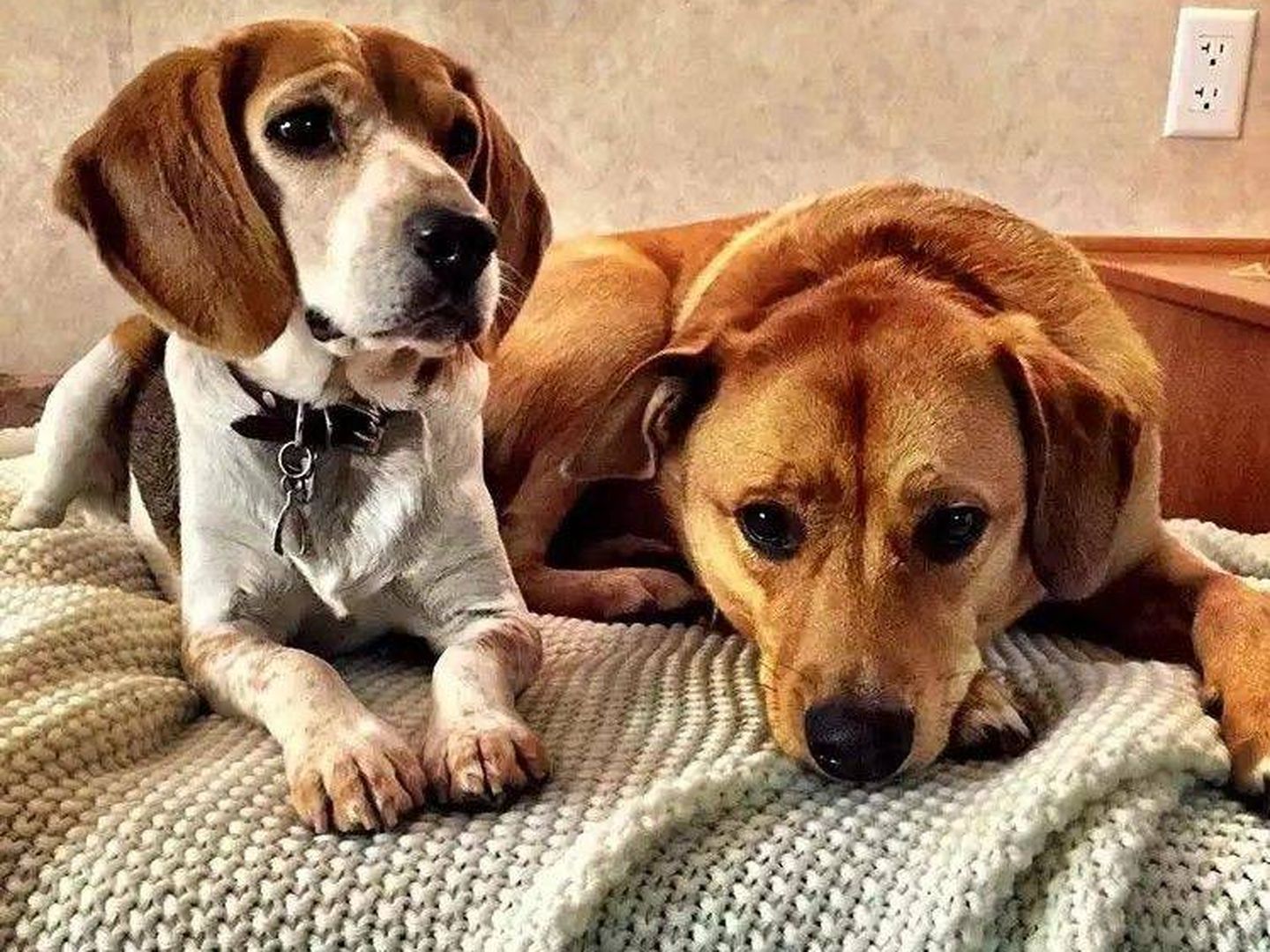 Los dos perros de Meghan Markle | Instagram