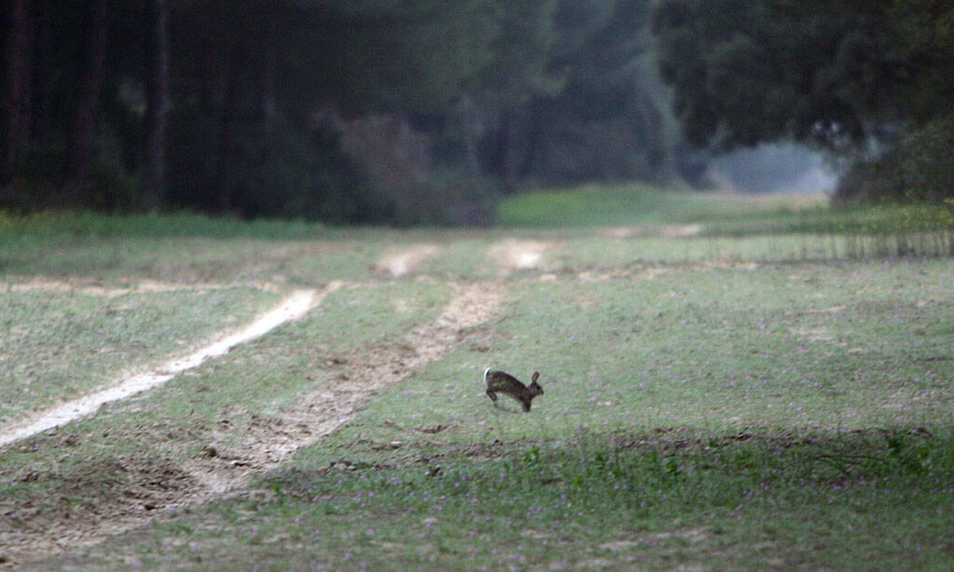 Conejo de monte en el Parque Nacional de Doñana. (Andoni Canela)