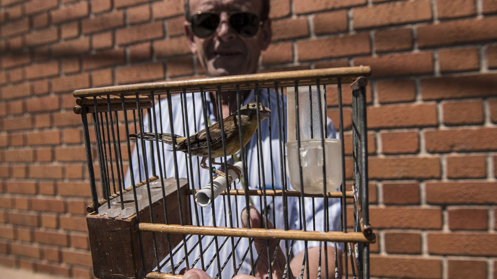 Foto: Juan de Dios, delegado nacional de silvestrismo en España, sujeta uno de sus pájaros para adiestramiento. (N. L. P.)
