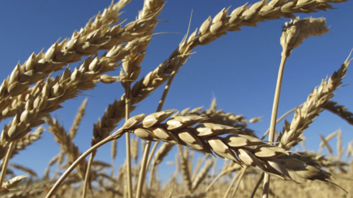 ¿Pan de oro? Los cereales inician 2011 con precios en España hasta un 76 % más caros