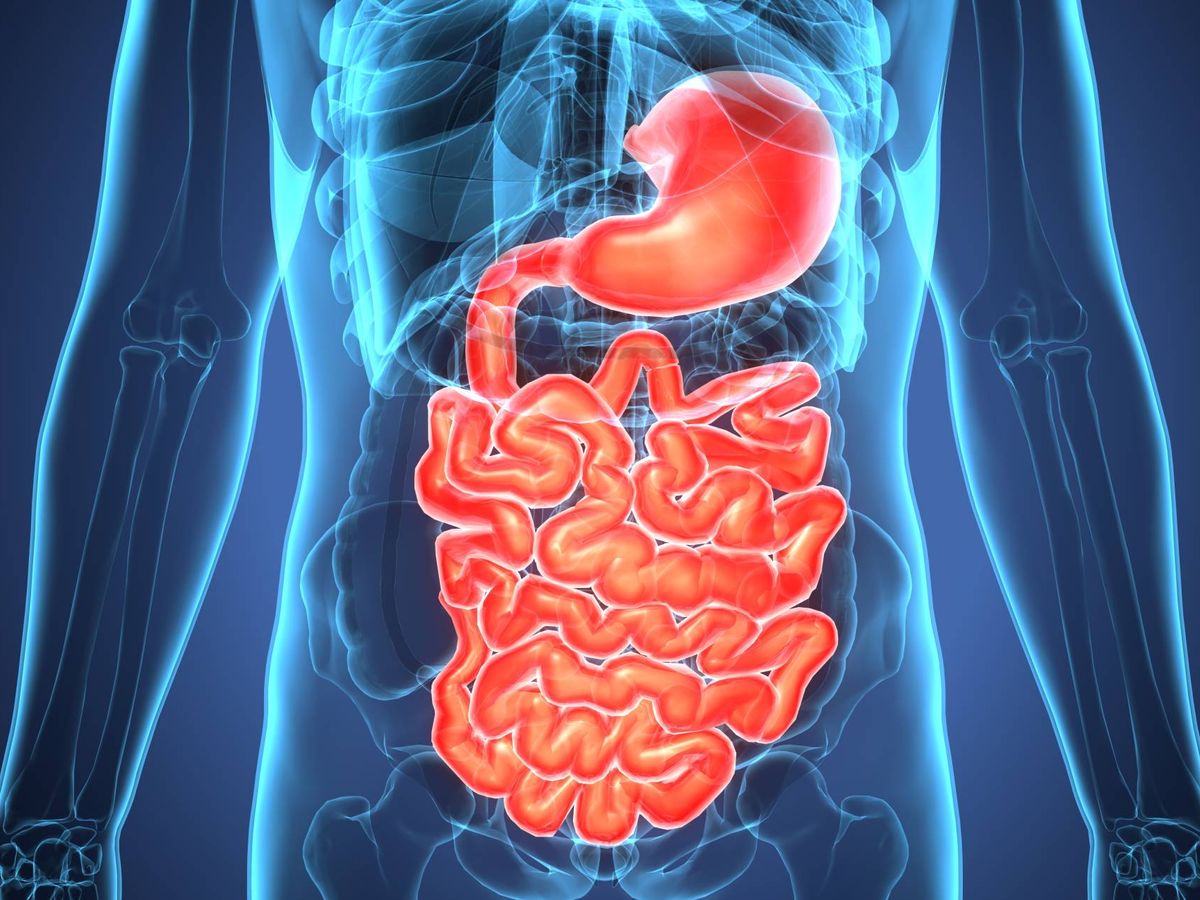Foto: Sistema digestivo (Fuente: iStock)