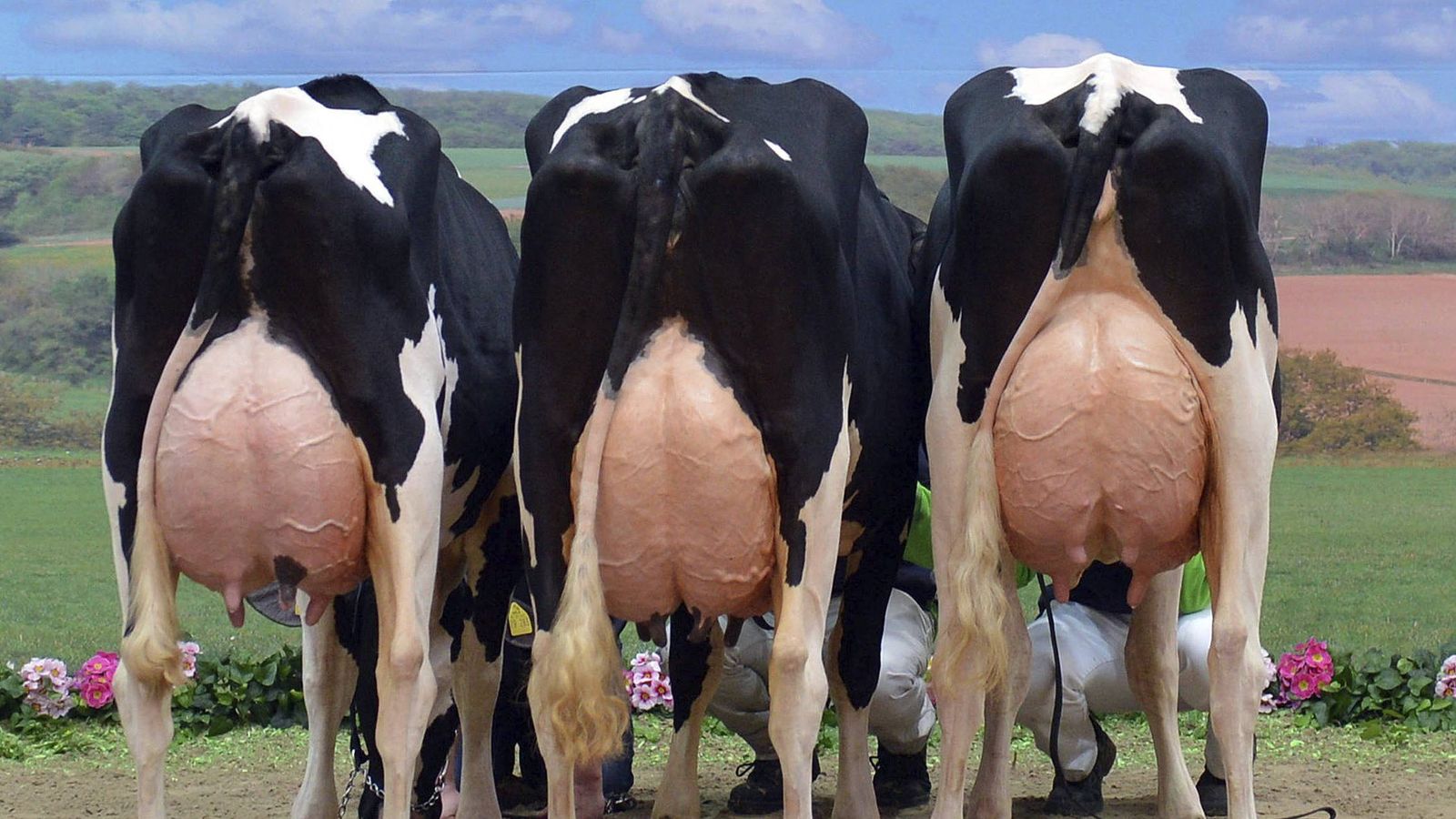Foto: Los ganaderos recuerdan que la leche procedente de granjas con los más altos estándares tiene un valor. (EFE)