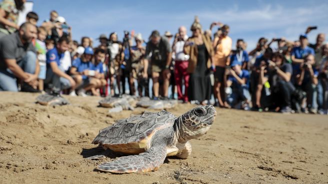 Foto de Las 14 tortugas del nido de El Puig vuelven al mar