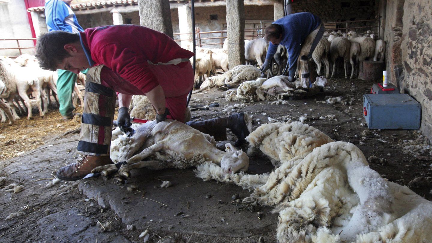 Operarios esquilan ovejas en una explotación. (EFE)