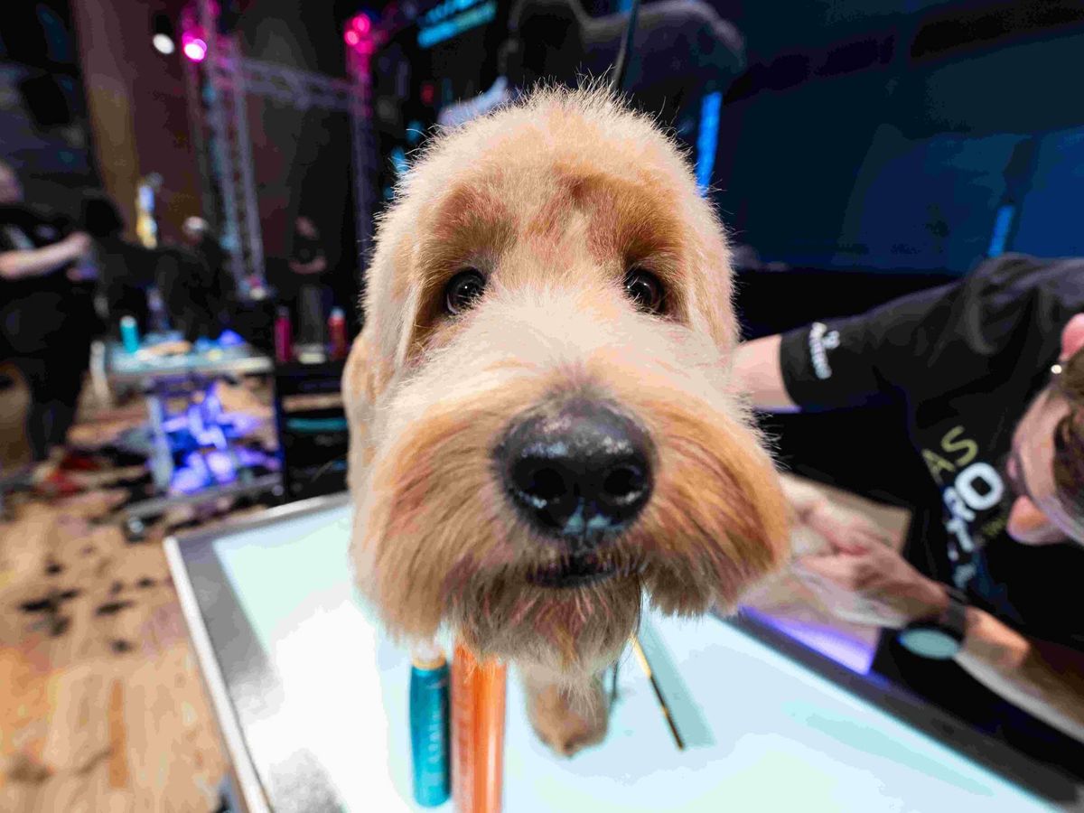 Foto: En la Feria Iberzoo + Propet, Artero celebró sus Jornadas de peluquería canina, donde los grandes talentos mundiales mostraron lo último en corte, peinado y cuidado del pelo perruno (V.D.)