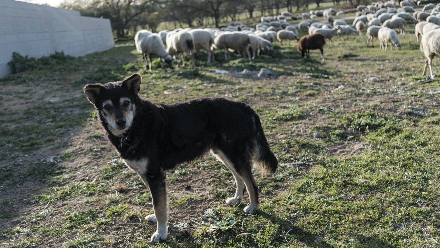 Un perro pastor controla su rebaño cerca de Sotillo. (S.B.)