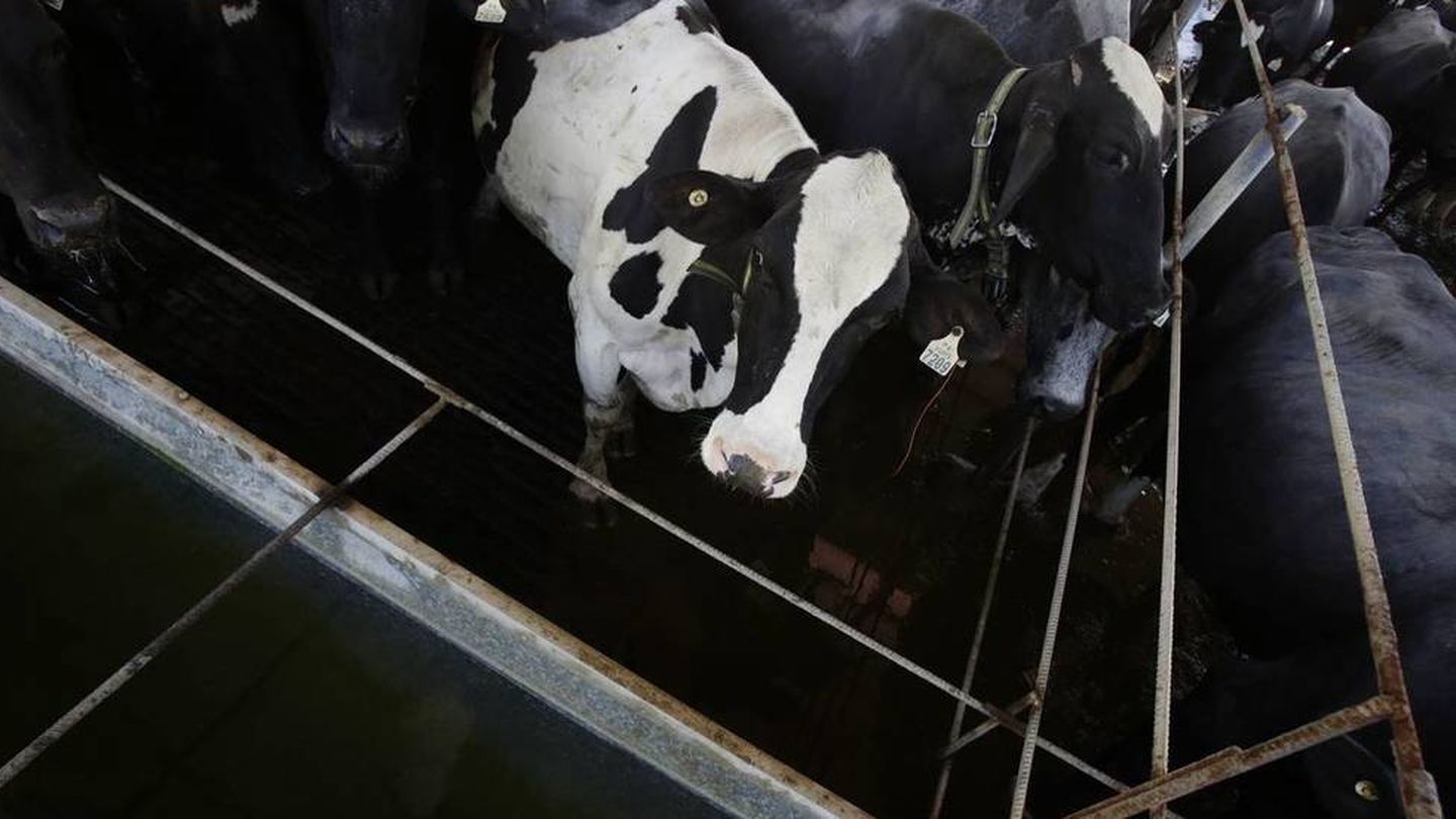 El mal de las vacas locas afectó a 220 personas en todo el mundo. (EFE)