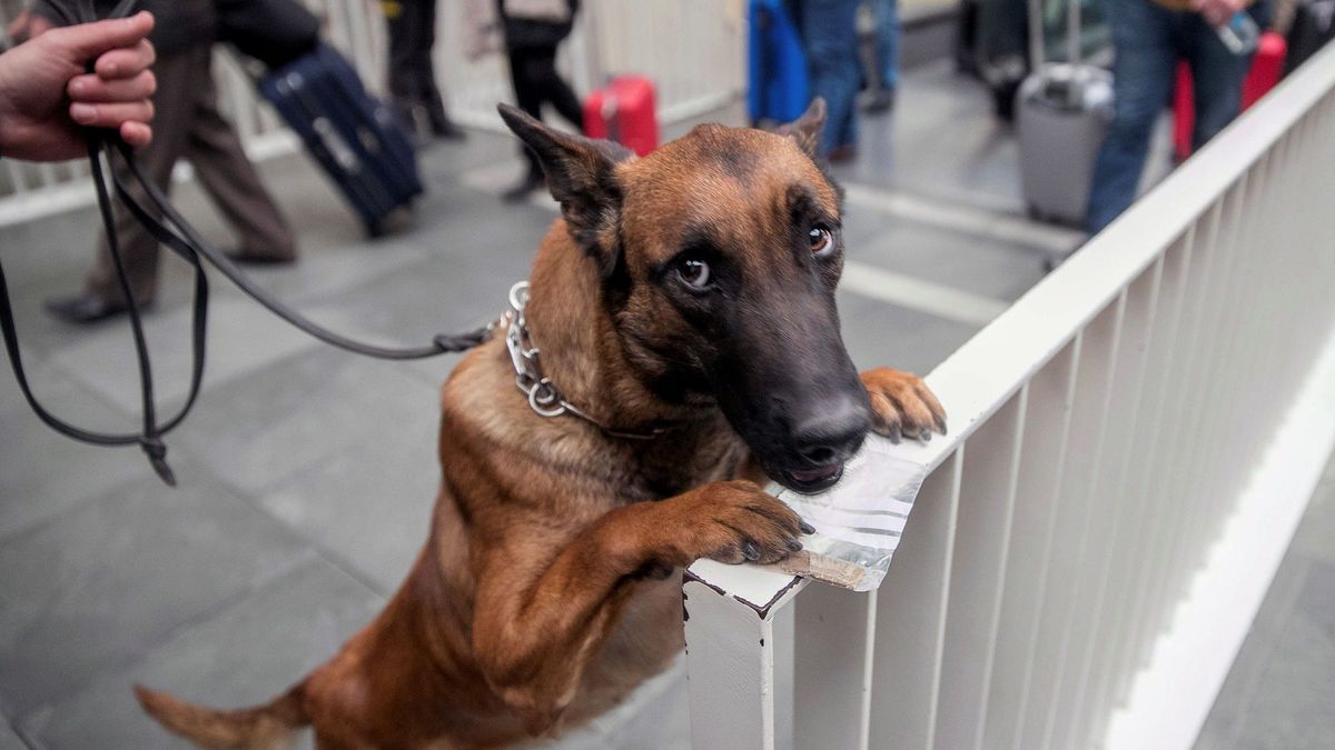 La Policía Local de Palma da en adopción a sus tres perros de búsqueda