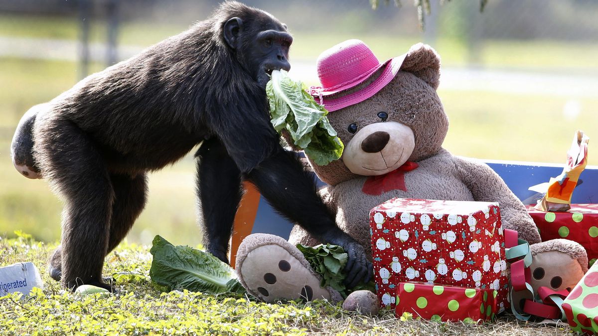 Los monos juegan con coches y las monas con muñecas: la lección primate sobre el género