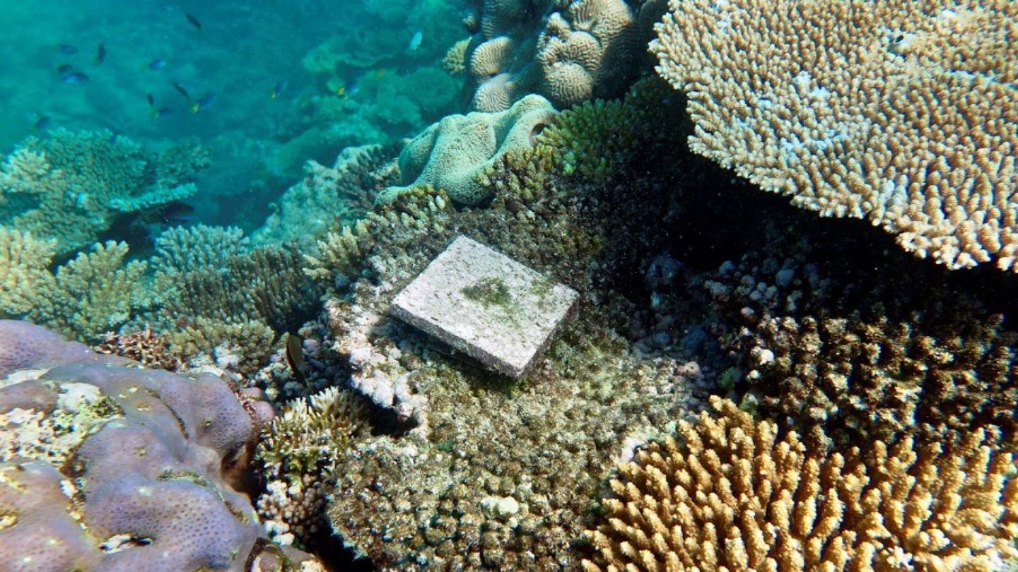 El cambio climático está provocando la muerte de los corales
