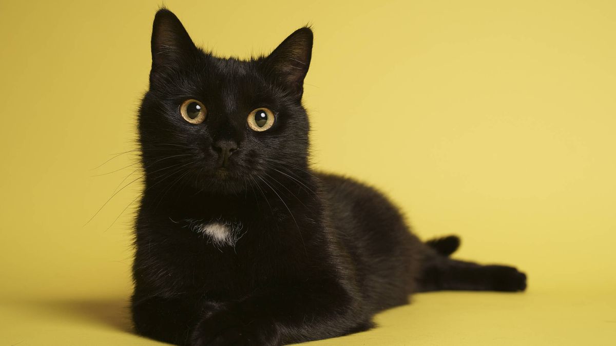 ¿Qué culpa tienen los gatos negros para que se les haya asociado con la mala suerte durante siglos?